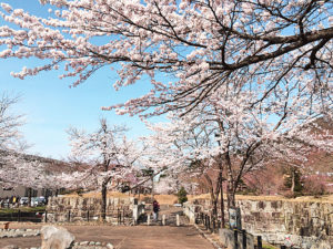 銭渕桜